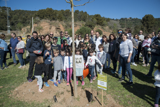 Plantada d'arbres camí de la Muntanya