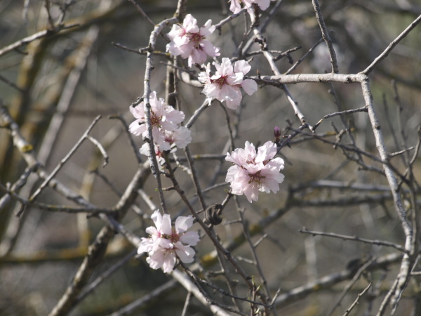 Arbres florits